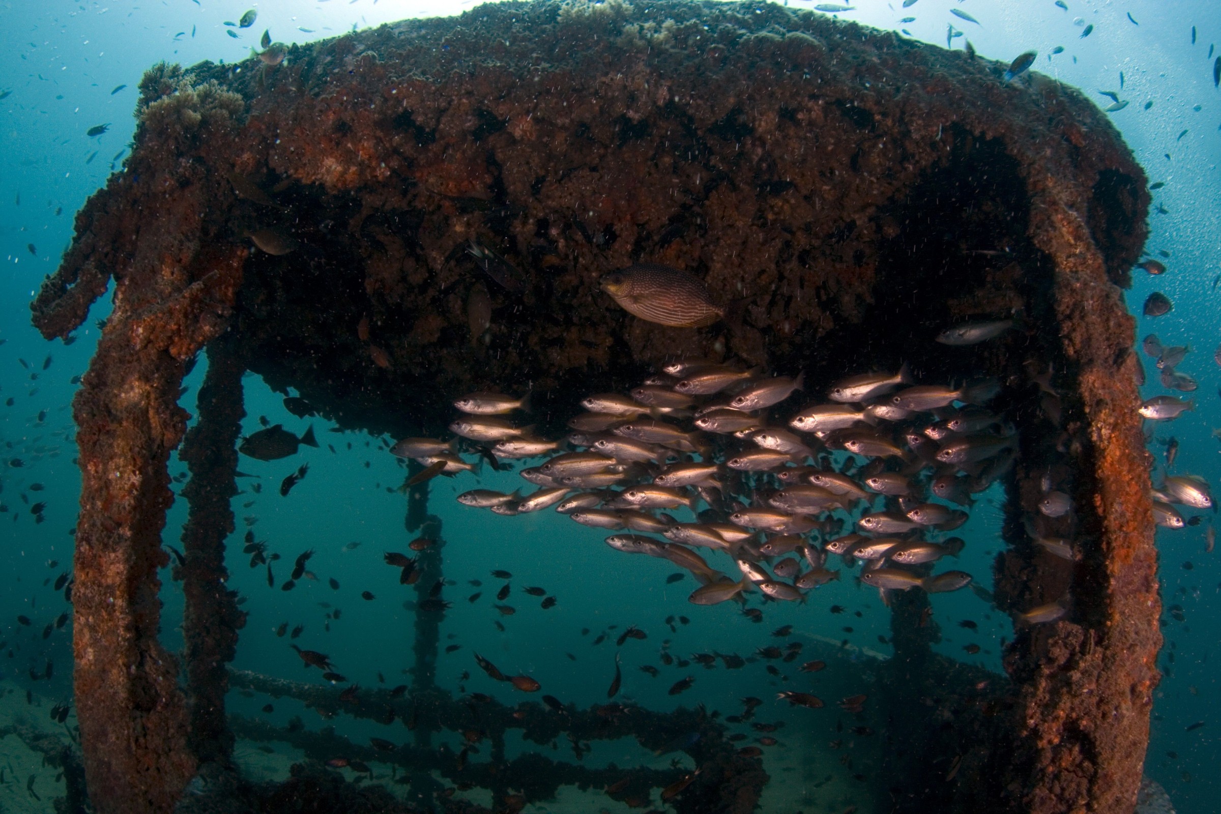School of fish swimming through a sunken shipwreck