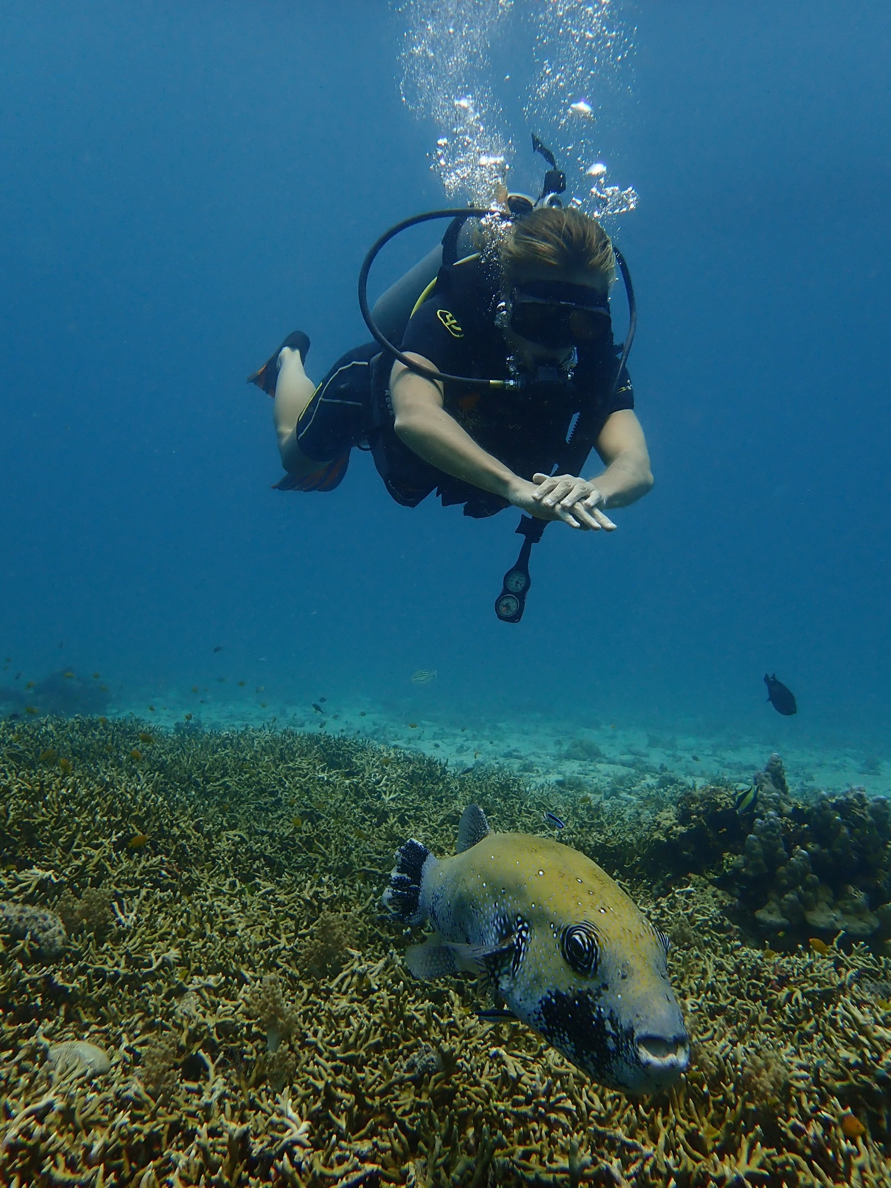 Scuba diver swimming above a pufferfish on a coral reef near Phuket