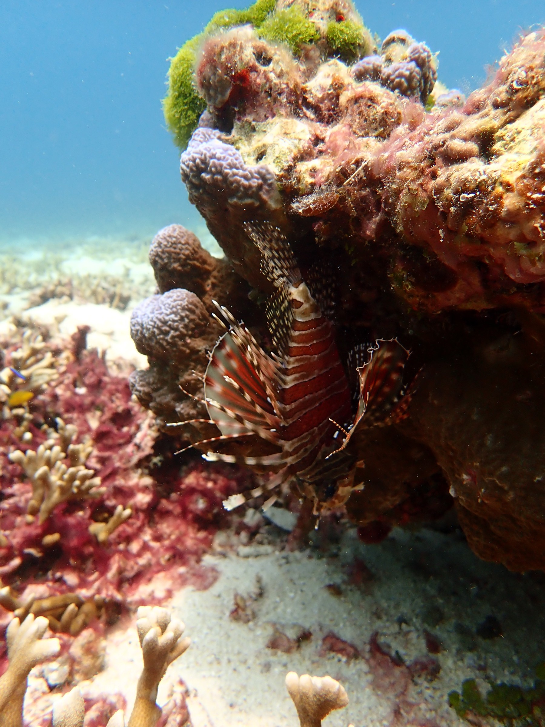 Lionfish hiding under a colourful coral block