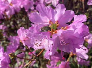 Lente Equinox Yoga Nidra - 15 minuten