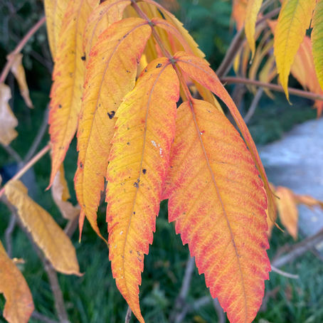 gouden en oranje bladeren herfst