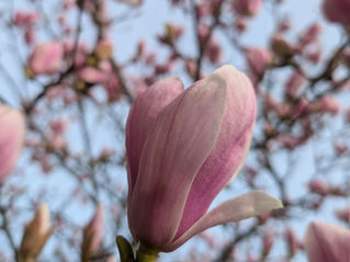 Lente Yoga Nidra - Hout Element