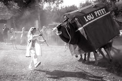 Le petit Boeuf Lou Petet