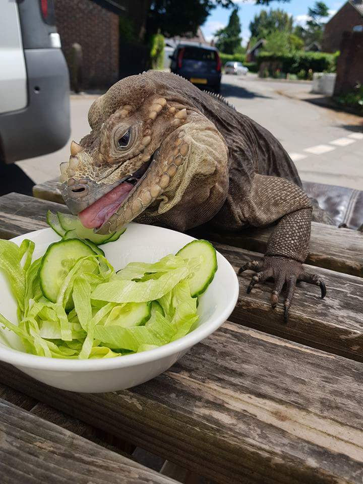 Madam Mim Eating Salad with Tom's Talking Reptiles