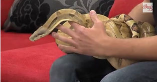 SKY TV, talking about Fears and Phobias on the Chrissy B Show with Snakes and Cockroaches.