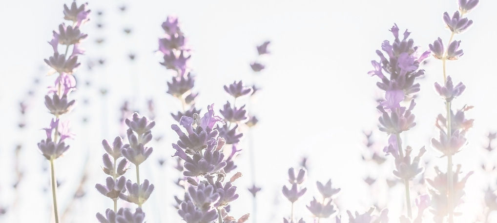 lavender-g7b72adcd8_1920_edited_edited_e