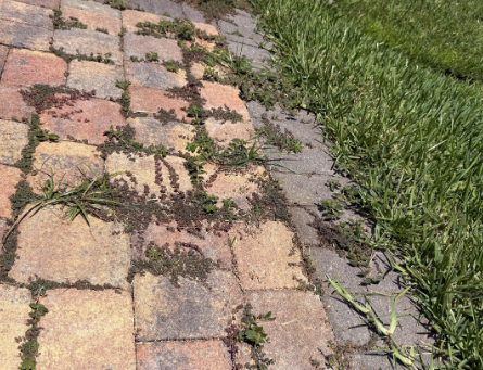 How to Prevent Weeds and Ants in Orlando Pavers (Complete Guide)