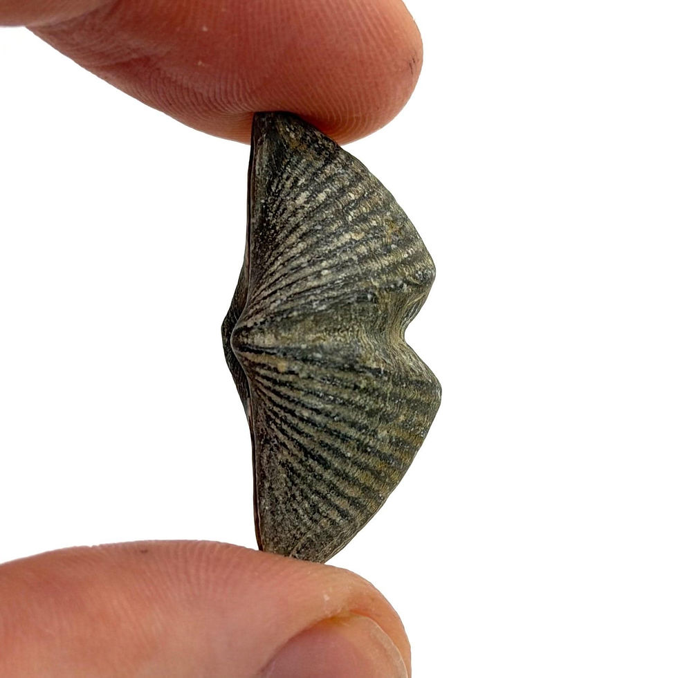 Thumbnail: Devonian Brachiopod Fossil, Natural Canadian Fossil Specimen
