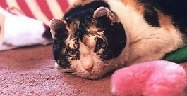 Scarlett the Cat