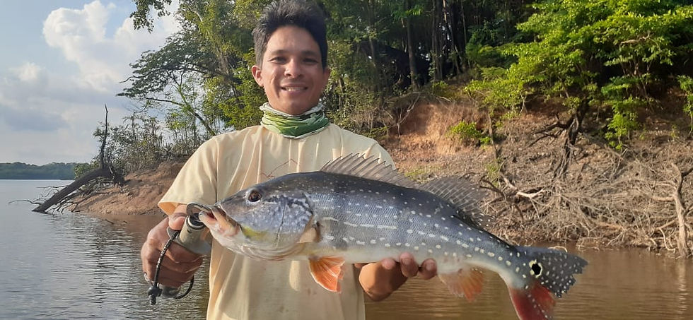 peacock bass