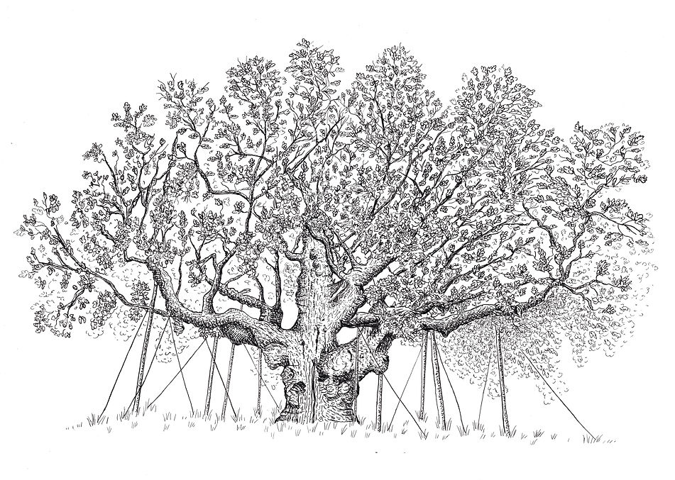 The Major Oak, Sherwood Forest.jpeg