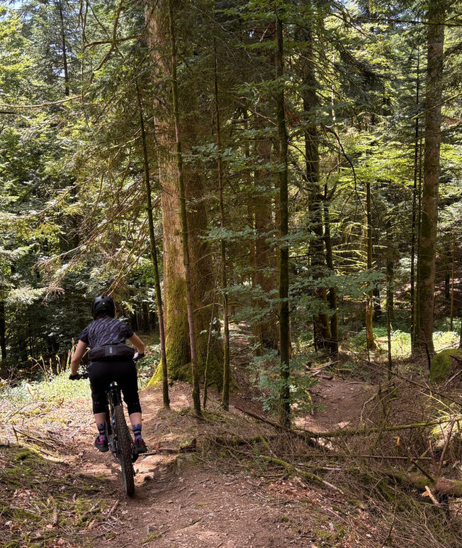 MTB'er in de zomer op trail in de Vogezen.