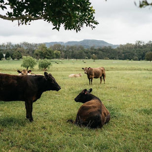 farm life