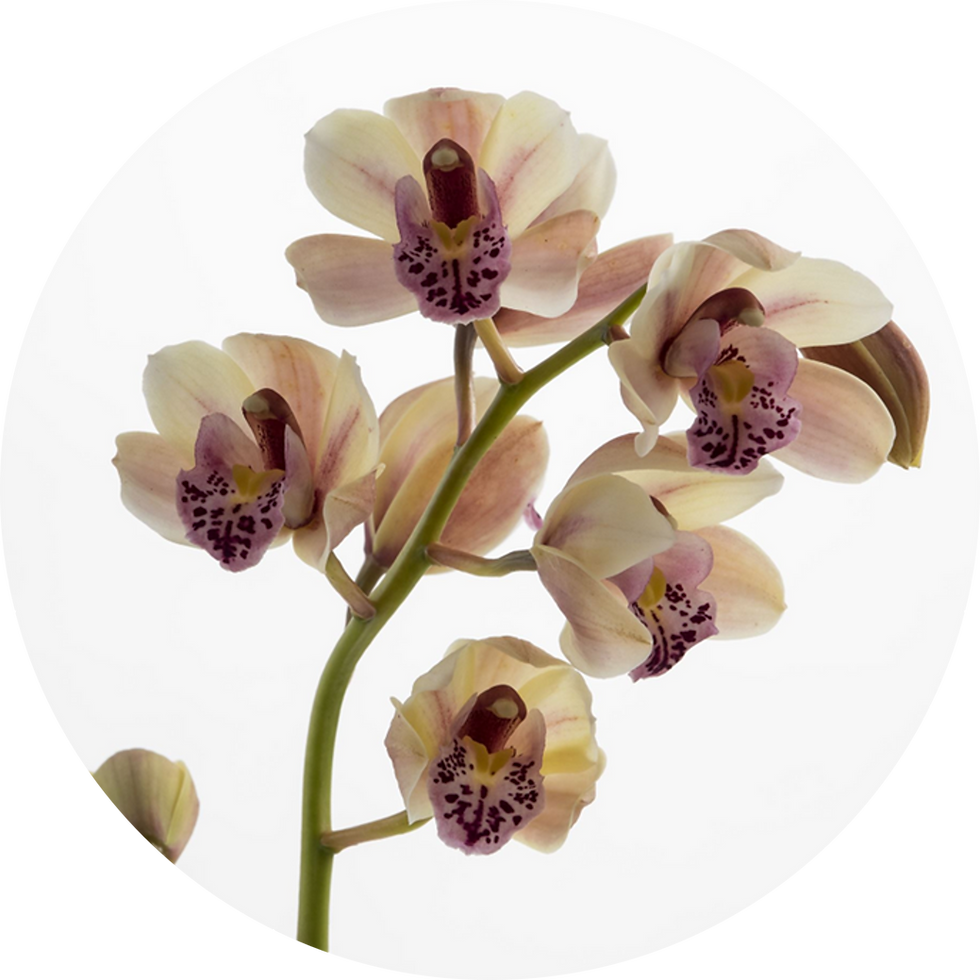 Orchid.png