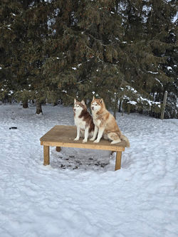 parents of the second litter