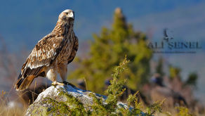 Akbaba Lokantası ve Şah Kartal
