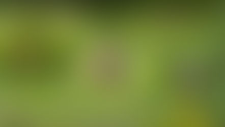 Çam Baştankarası ve Dalgın Tilki