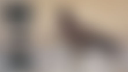 Nikon 1 Serisi İle Yaban Hayat Fotoğrafçılığı