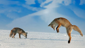 Erzurum Kışlarının Sıcak Kanlısı “Kızıl Tilki”