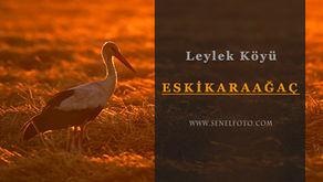 Avrupa Leylek Köyü Eskikaraağaç