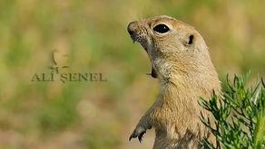 Gelengi ve Antidepresan Gülümseme