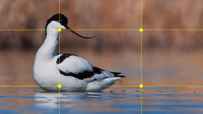 Kuş Fotoğrafçılığında Kompozisyon