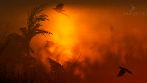 Kuş Fotoğrafçılığında Fon