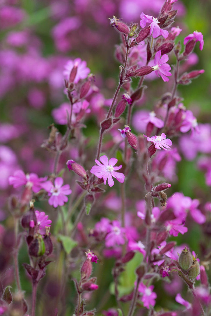 Miniaturebillede: Dagpragtstjerne. Hjemmehørende. Danske økologiske blomsterfrø fra Brede Havekiosk