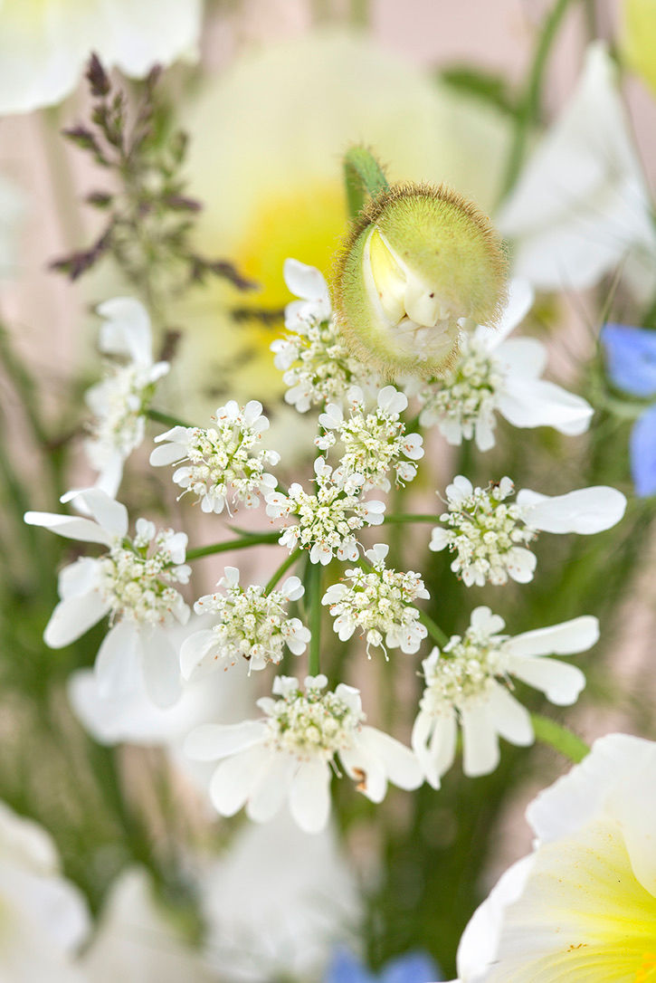Blomsterkørvel, Orlaya Grandiflora, økologiske blomsterfrø