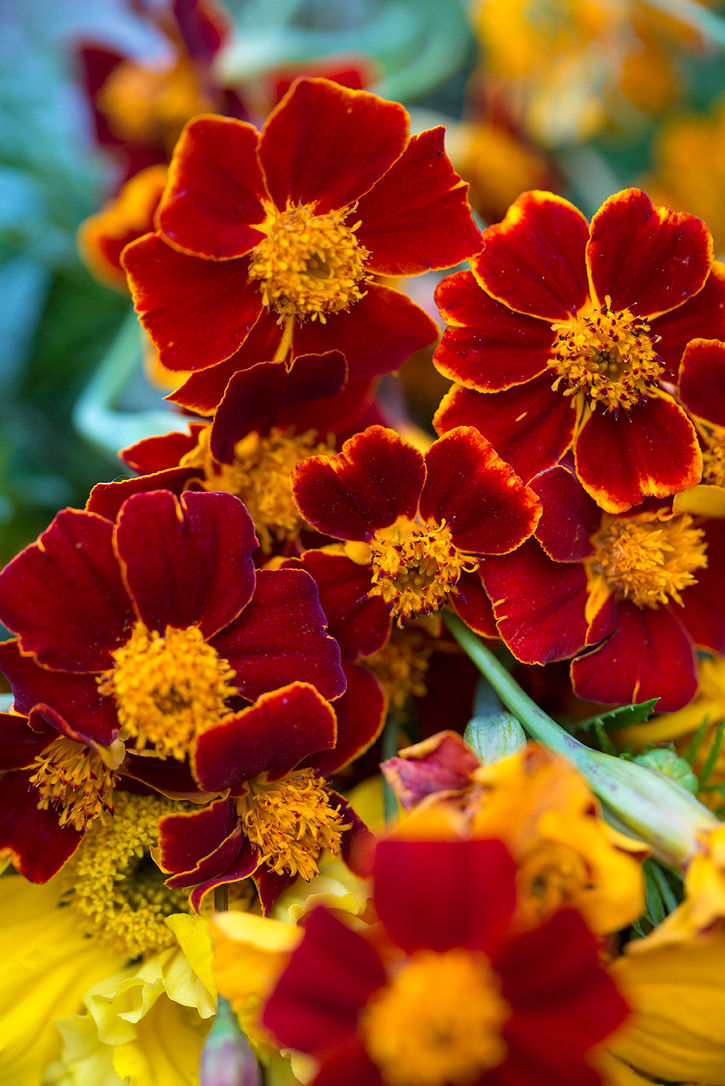 Miniaturebillede: Brug tagetes som jordforbedring. Økologiske frø fra Brede Havekiosk