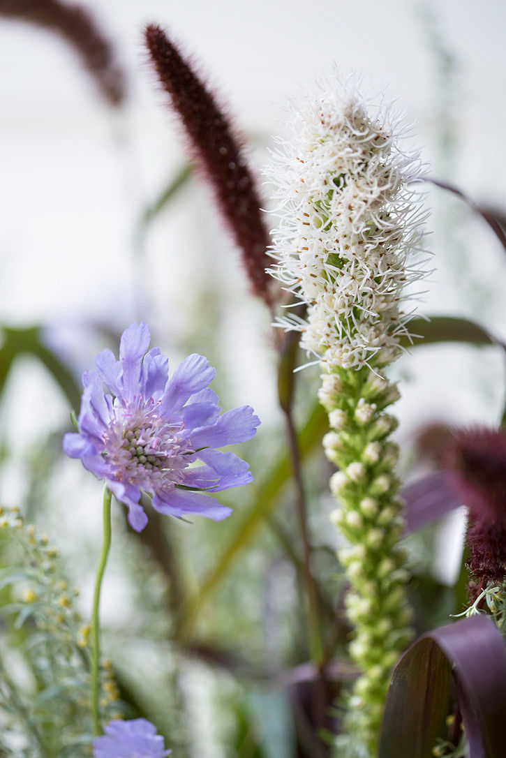 Miniaturebillede: Skabiose, flerårig. Danske økologiske blomsterfrø fra Brede Havekiosk