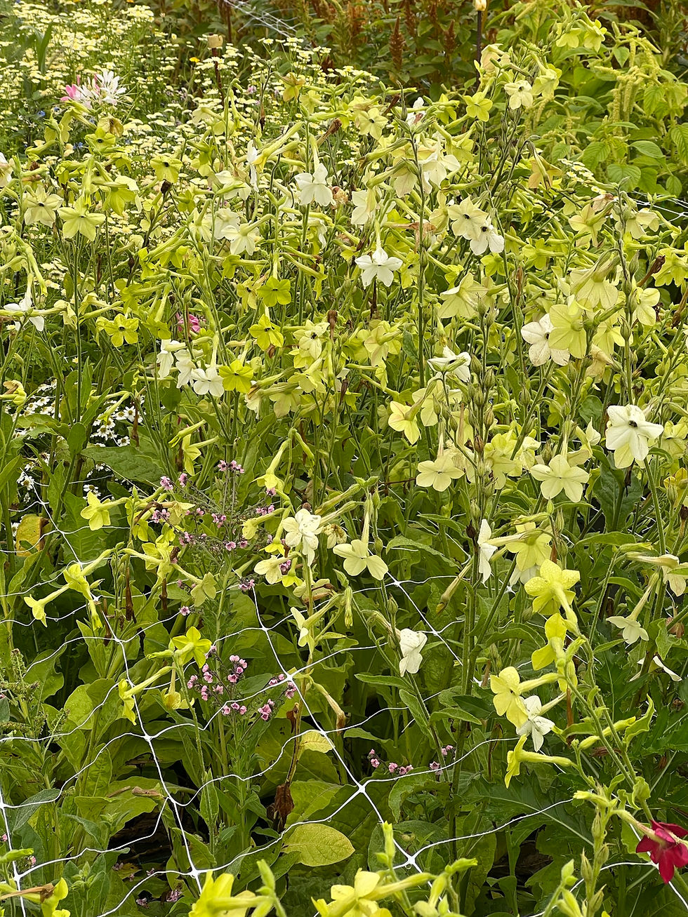 Prydtobak mix, Danske økologiske blomsterfrø fra Brede Havekiosk