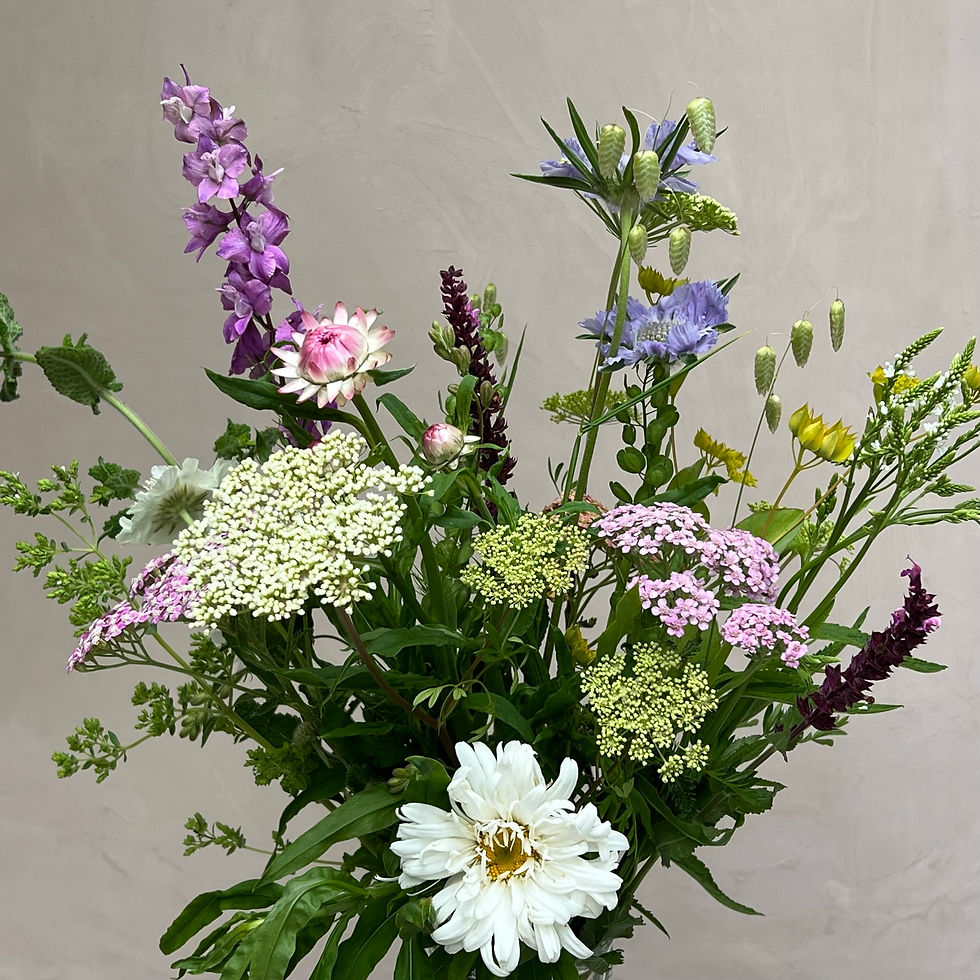 Miniaturebillede: Baltisk persille, Cenolophium denudatum, Flerårig. Økologiske blomsterfrø