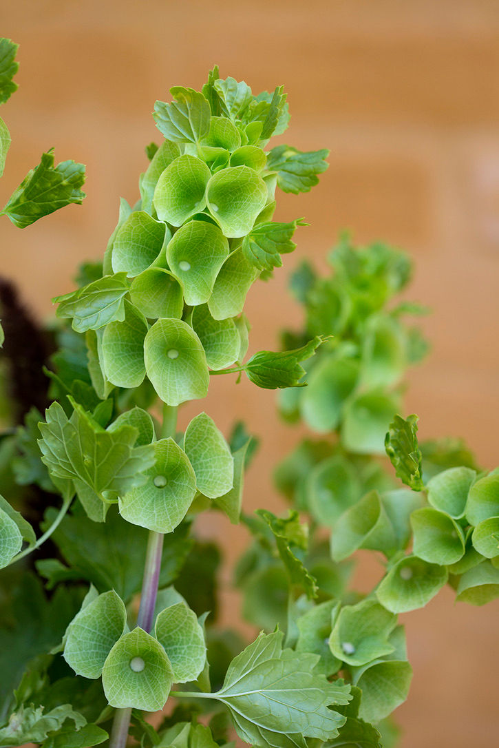 Miniaturebillede: Irlands klokke. Danske økologiske blomsterfrø fra Brede Havekiosk