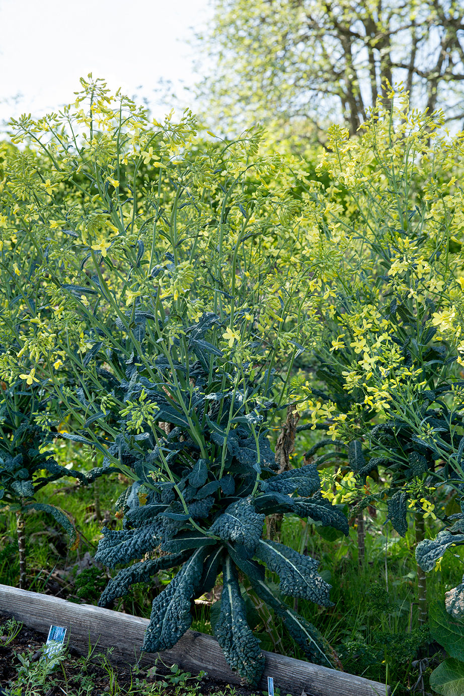 Miniaturebillede: Dagpragtstjerne. Hjemmehørende. Danske økologiske blomsterfrø fra Brede Havekiosk