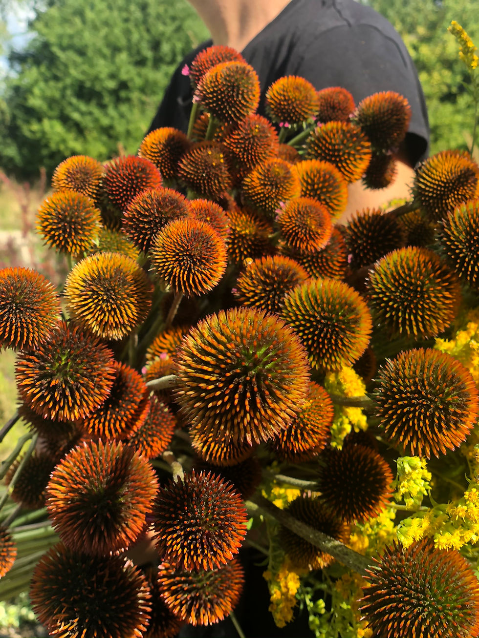 Purpursolhat økofrø