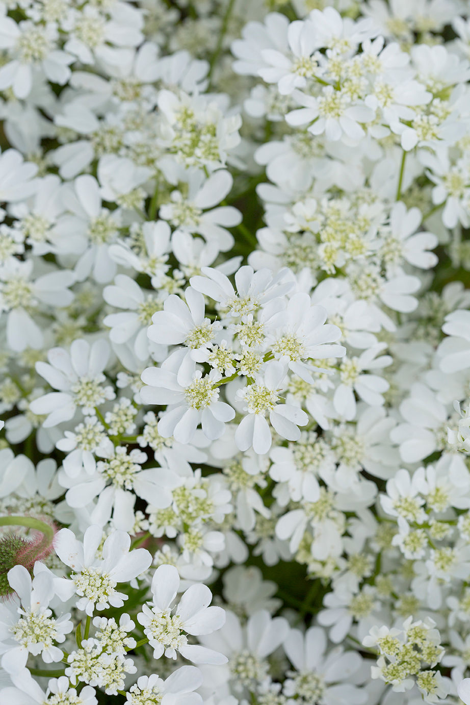 Blomsterkørvel, Orlaya Grandiflora, økologiske blomsterfrø
