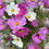 Miniaturebillede: Blomsterblanding 'BLOMSTERFRYD'