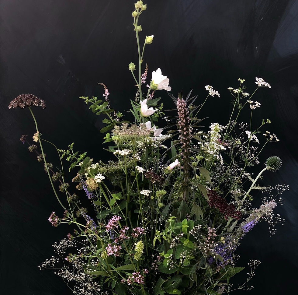 Moskus Katost. Danske økologiske blomsterfrø fra Brede Havekiosk