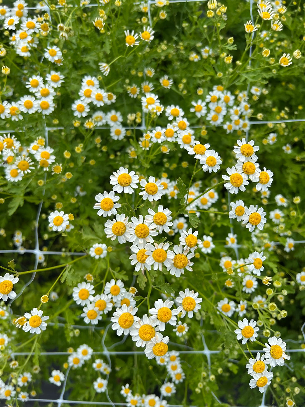 Miniaturebillede: Flerårigt økologisk frømix til den nemme have. Brede Havekiosk er økologisk frøproducent i Danmark