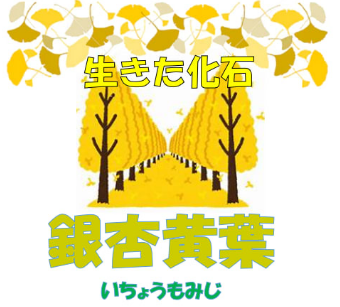 生きた化石 銀杏(いきたかせき いちょう)