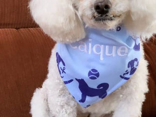 Iguatemi Esplanada promove neste fim de semana atividades para os pets e seus donos