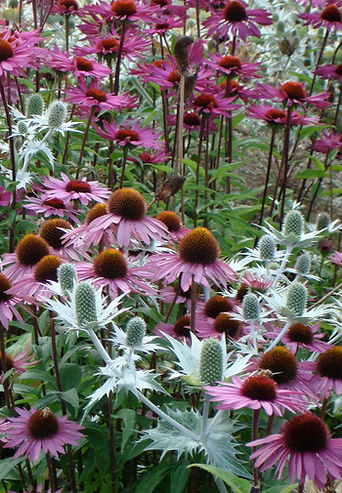 Echinachea in Garden Design