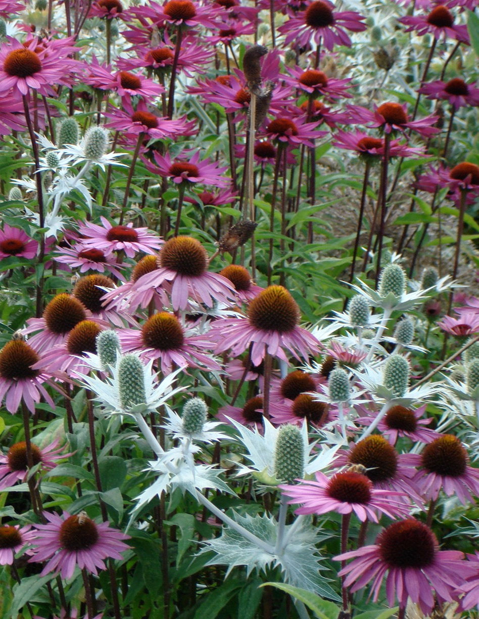 garden design devon. Mixed planting