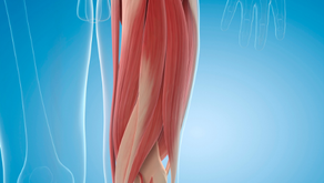 Illustrated anatomy of a human leg muscle against a blue gradient background, showing clear musculature and skeletal outlines.