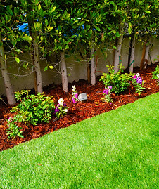 an artificial turf area bordering a flower bed filled ficus trees, flowers and edged with mulch