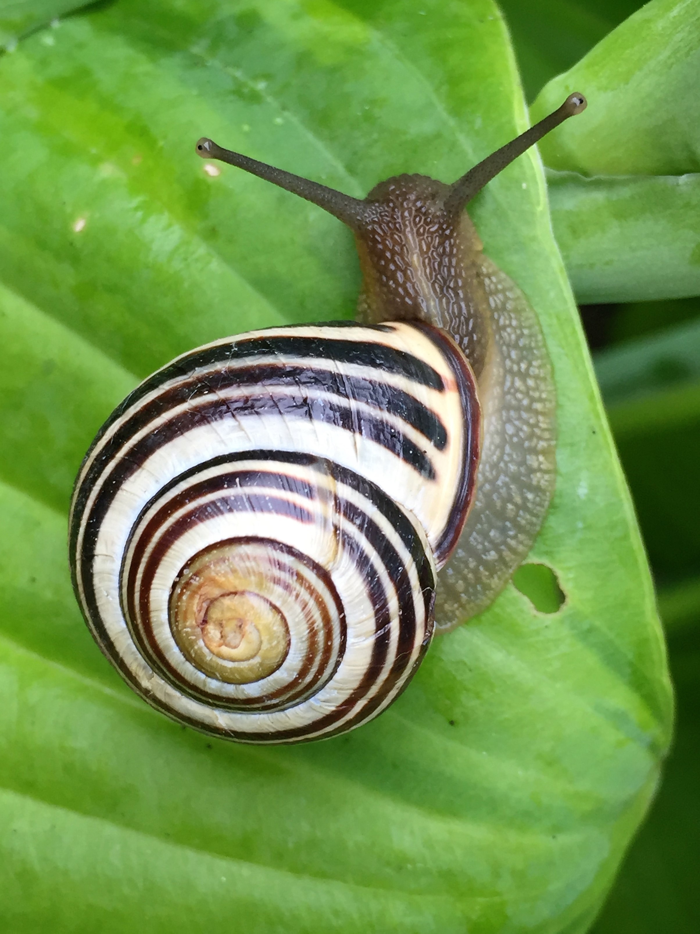 A snail moving slowly across a green leaf, symbolizing gradual change and patience