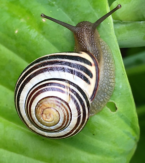 Snail