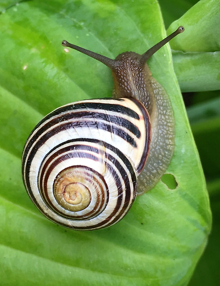 Snail