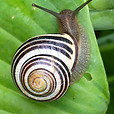 Snail